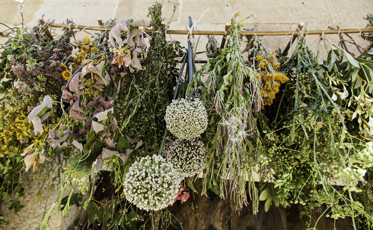 Medicinal Plants Drying in the Open Air